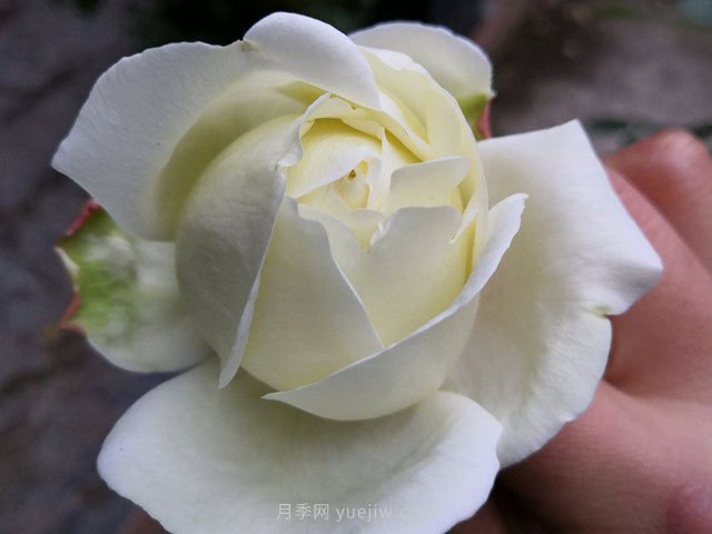 伊芙白法师伯爵月季的优缺点是什么？(图1)