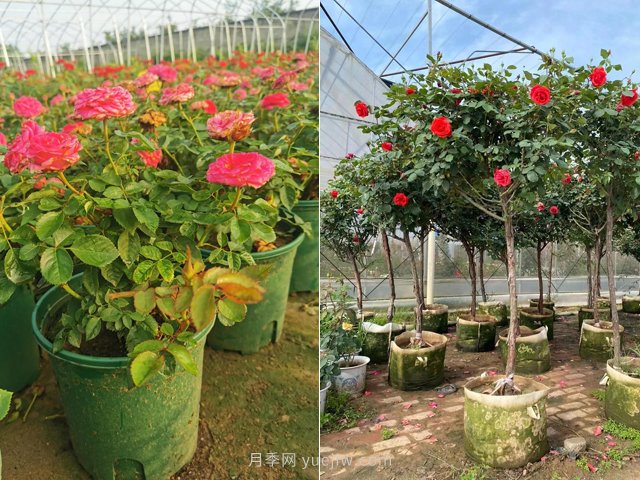 月季打造美丽乡村，南阳月季美化衢州乡村振兴之路(图4)