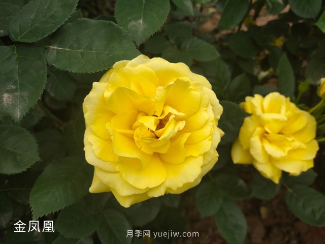 月季网：月季的修剪技术总结(图1)