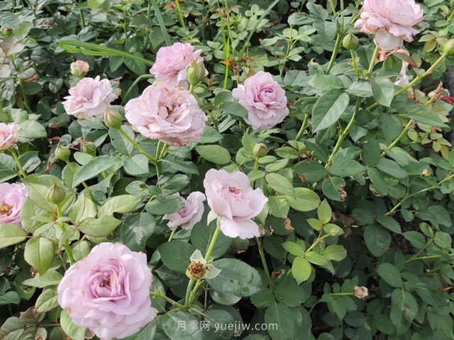 月季网：月季的修剪技术总结(图3)