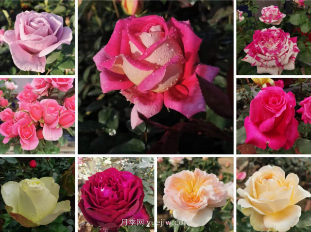 月季打造美丽乡村，南阳月季美化衢州乡村振兴之路(图5)