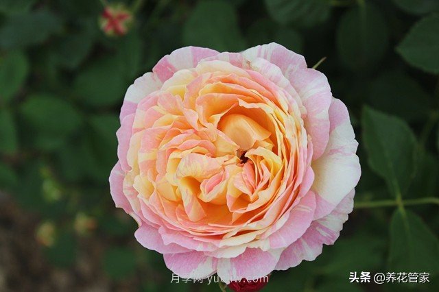 盘点五款耐热耐晒月季，南方花友照样养(图2)