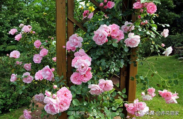 盘点五款耐热耐晒月季，南方花友照样养(图3)