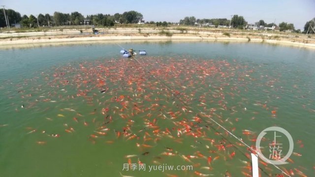 南阳镇平：“中国锦鲤第一村”的三代养鱼人(图1)