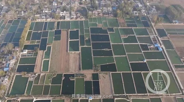 南阳镇平：“中国锦鲤第一村”的三代养鱼人(图5)