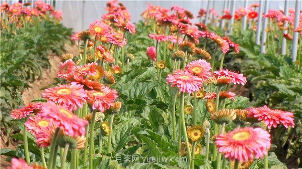 平顶山叶县：花卉产业绽放“美丽经济”(图2)