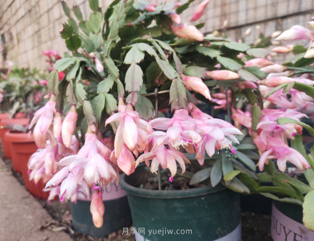 夏天不能买的7种花，再漂亮也要管住手(图3)