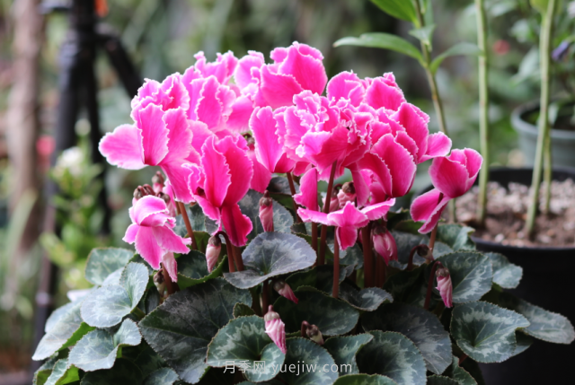 夏天不能买的7种花，再漂亮也要管住手(图4)