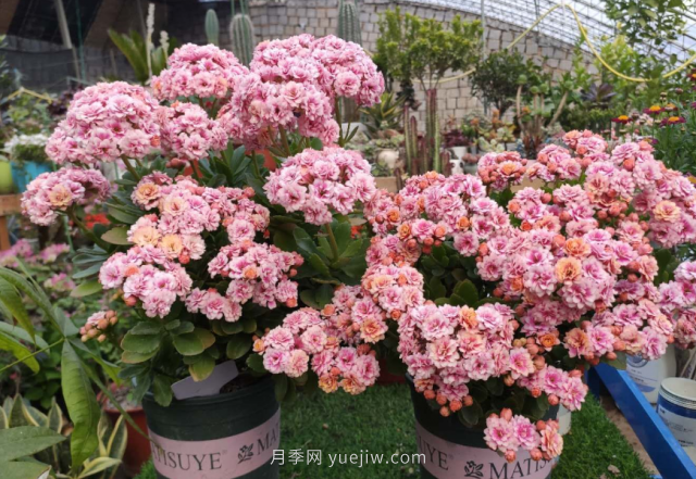 夏天不能买的7种花，再漂亮也要管住手(图6)