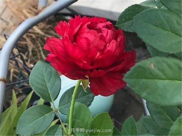 夏天随便养，20个不怕热的耐热月季品种推荐(图16)