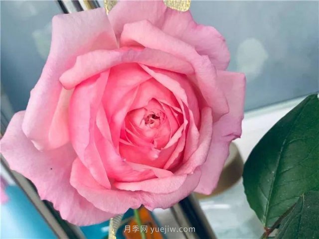 夏天随便养，20个不怕热的耐热月季品种推荐(图10)