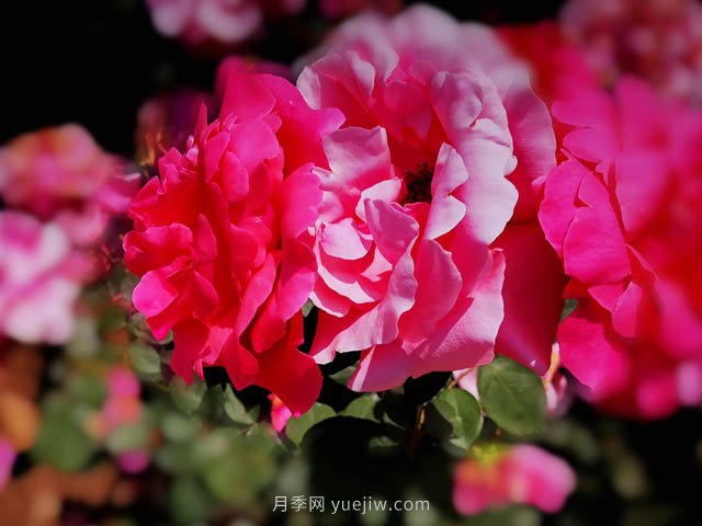 家庭园艺花卉养护小知识(图1)