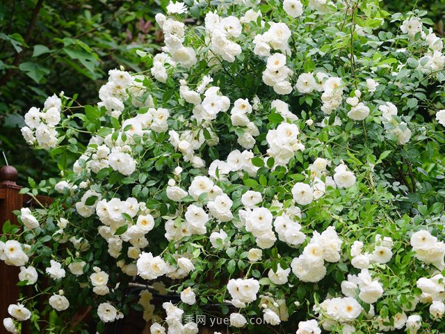 世界上Zui受欢迎的纯白色藤本月季花—藤冰山(图2)