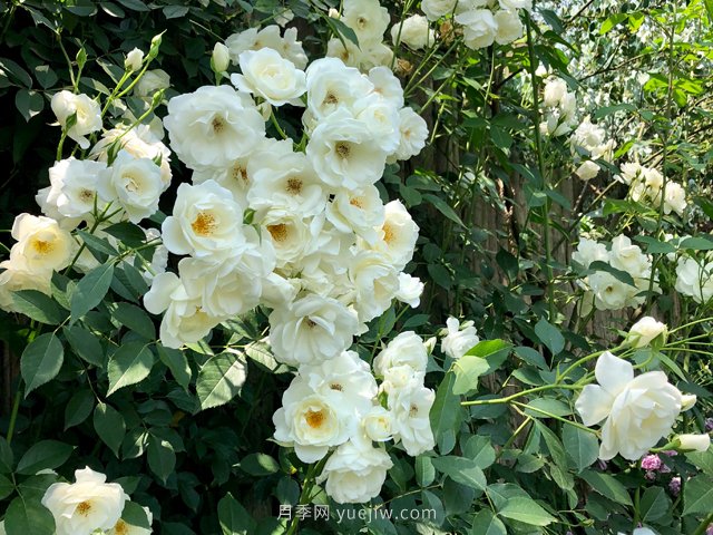 世界上Zui受欢迎的纯白色藤本月季花—藤冰山(图3)