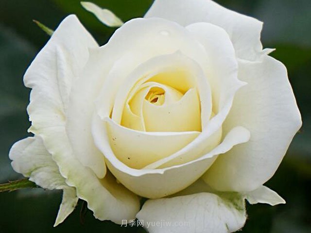 月亮王阳台月季的优缺点是什么？(图1)