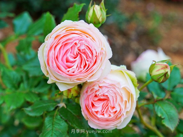 立秋后庭院花木养护该注意些什么？(图1)