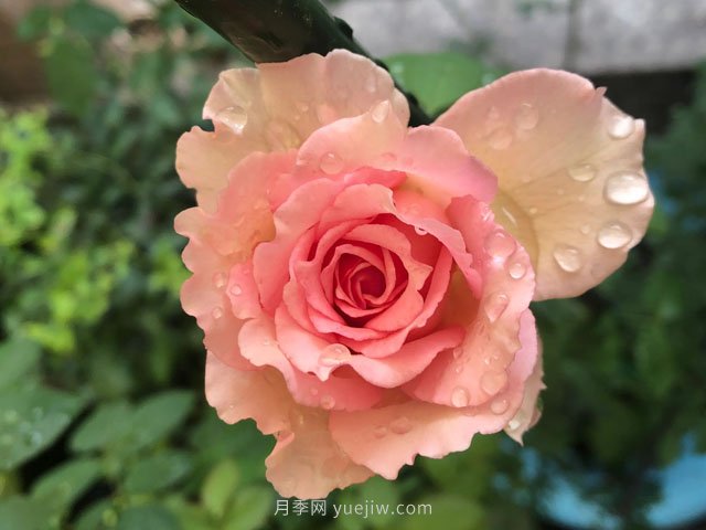 藤本月季强烈推荐罗衣，颜美而且浓香(图1)