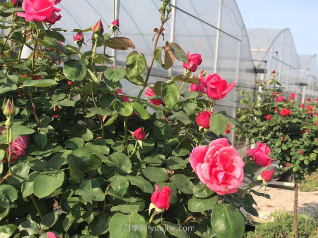 立秋后，苗木养护需要做哪些事(图1)