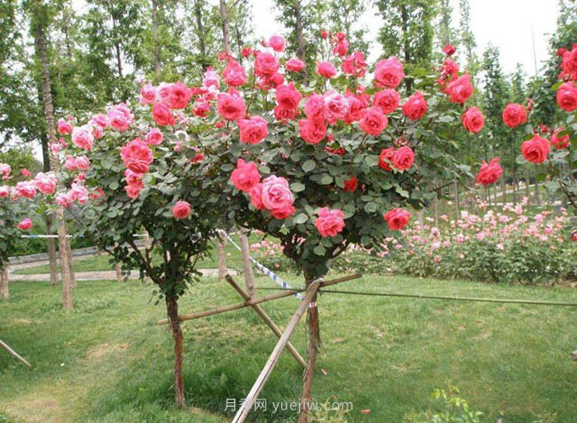 夏季高温，树木移栽后如何保活(图1)