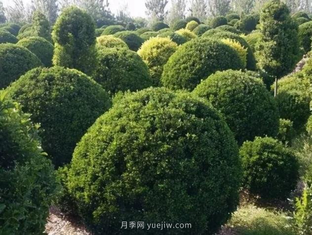 大叶黄杨球修剪打理的9个要素(图1)