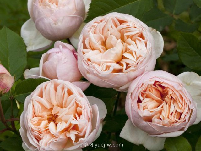 推荐5款高颜值黄色月季品种，美丽又好养！(图4)