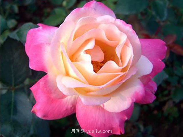 杂技表演月季(图1)