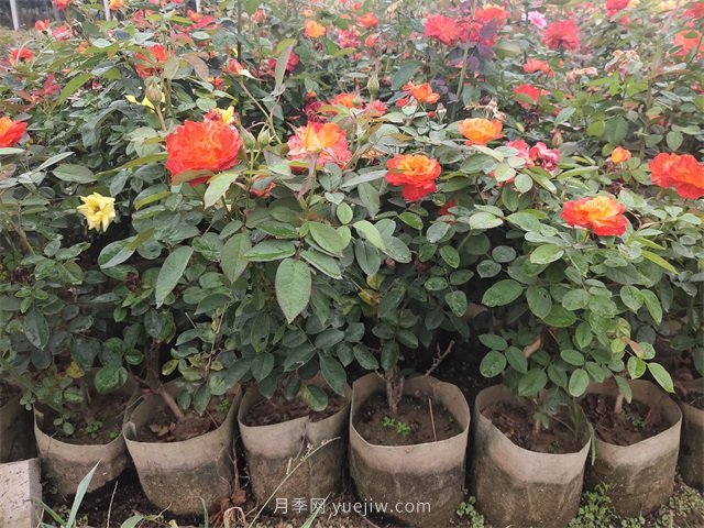 月季在园林绿化景观栽植中，每平米栽多少棵吗？(图3)