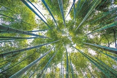 韶关仁化，小毛竹做活“竹产业”大文章(图1)