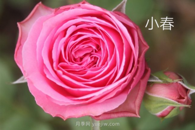 花型漂亮，8个友禅系列月季推荐(图4)