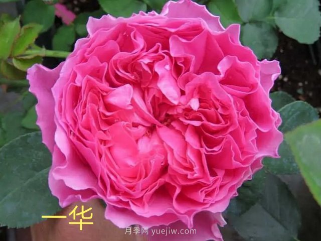 花型漂亮，8个友禅系列月季推荐(图7)