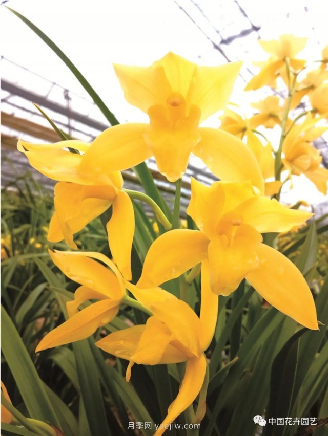 杂交兰家庭养护“九字诀”(图1)