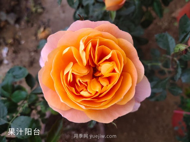 推荐3个月季品种优缺点，不容错过的珍品月季(图3)