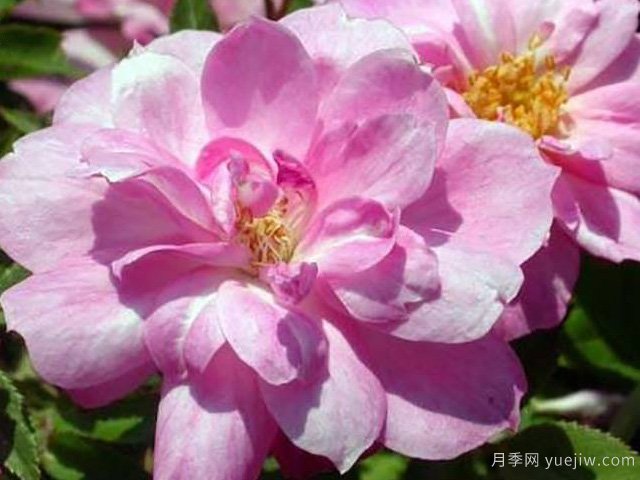 白长春月季的优缺点是什么？(图1)