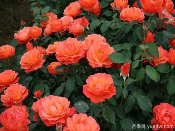 嫁接树状月季可以用什么品种的月季？