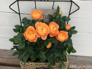 盆栽月季，选择花盆也是一种大学问，看你是否也选的一样