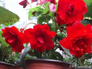 怎样防治树状月季疮痂病病害？