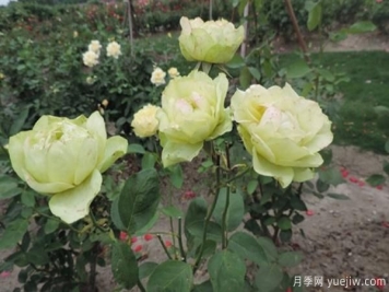 种植4公分树状月季可不可以用草木灰？