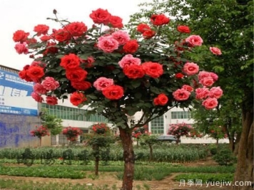 南阳花样苗木，教你树状月季如何水插育苗的技巧？