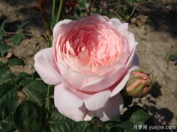 如何根据叶子的情况来判断树状月季的生长状况？