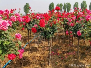 决定树状月季嫁接成活率的要素有什么？