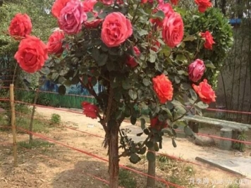 树状月季，是如何长成一棵五颜六色的月季花树呢