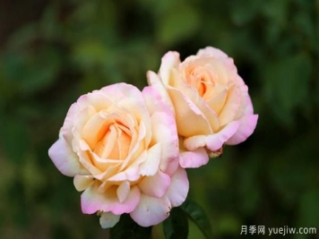 多色树状月季的管理六要素