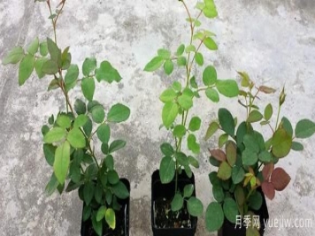 树状月季批发基地教你为网购月季苗缓苗