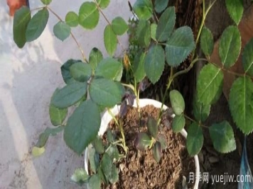 月季引种要注意哪些事情？