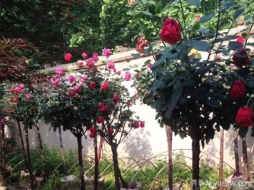 花卉月季价格上升，受到什么因素影响？