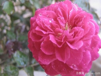 花样苗木讲述，光照对月季花花期有什么影响呢？