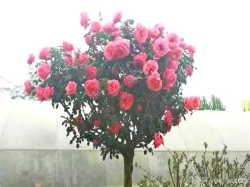 景观月季花谢之后，如何养护可以二次花开？