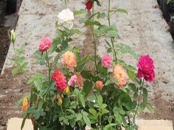 影响盆栽月季花生长的原因分析