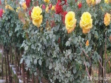 想让月季朵开花，关于爆笋的办法是什么呢？