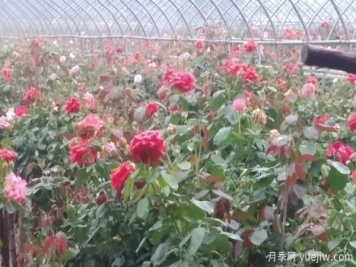 树状月季的具体养殖办法，月季基地来介绍